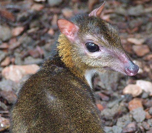 Lesser mouse-deer